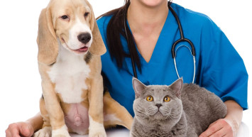 Özellikle kedi ve köpeklere dikkat! Hayvanlarda Kanser vakaları arttı!