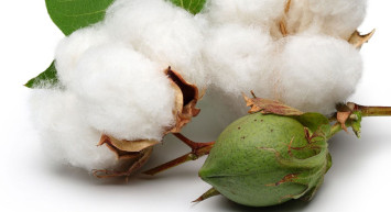 Pamuk Yağı Nedir, Faydaları Nelerdir?
