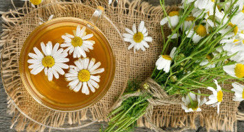 Papatya çayı nasıl demlenir, faydaları nelerdir, neye iyi gelir?