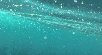 Plankton nedir, nasıl oluşur? Plankton neyle beslenir, nasıl ürer? Denizlerin sihirli yaratığı planktonların gizemli hayatı