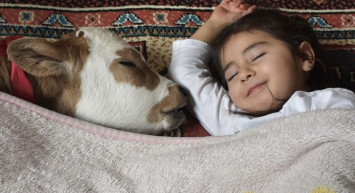 Prematüre doğan buzağı, bir ailenin bakımıyla hayatta kalmış