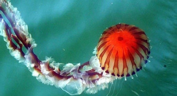 Pusula denizanası nedir, tehlikeli mi? Dünyanın en tehlikeli türlerinden Pusula denizanası Türkiye'de nerelerde görüldü?