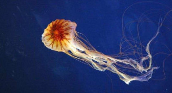 Pusula Denizanası nedir? Zehri öldürüyor mu? İstanbul’da görülen Pusula Denizanası panik yarattı