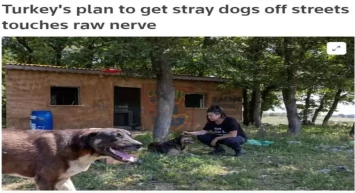 Reuters'tan Türkiye'deki çalışma için karalama kampanyası: Sokak köpekleriyle ilgili algı oluşturuldu