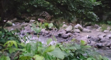 Rize Ayder Yaylası’na balık tutmaya giden 3 genç ayı ile karşı karşıya kaldı! İşte o anlar