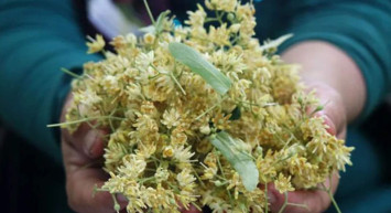 Rize'de kadınlar ıhlamur ihracatı yaparak ülkeye döviz sokuyor