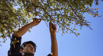 Rüyada alıç görmek ne demektir? Alıç rüyasının tabiri ve anlamı