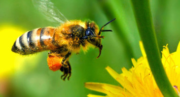 Rüyada Arı Görmek Ne Demek?