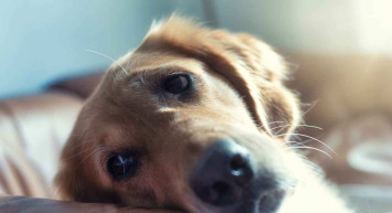 Rüyada artist görmek ne demektir? Artist rüyasının tabiri ve anlamı