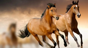 Rüyada at görmek ne anlama gelir? Rüyada at hayırlı mı? Rüyada at gören  kişi ne yapmalı? Psikolojik yorumu nedir nelere dikkat etmesi gerekir?