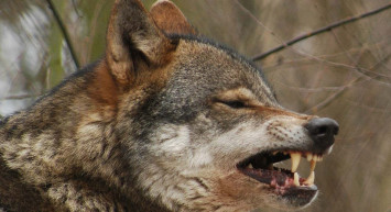 Rüyada bozkurt görmek ne anlama gelir? Rüyada bozkurt görmenin anlamı