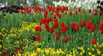 Rüyada buket görmek ne demektir? Buket rüyasının tabiri ve anlamı