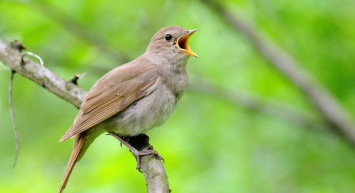 Rüyada bülbül görmek anlamı nedir, neye yorumlanır? Bülbül görme rüyasının tabiri ve anlamı