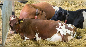 Rüyada but görmek ne demektir? Rüyada but görmenin tabiri ve anlamı