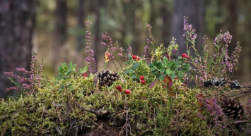Rüyada çalı görmek ne demektir? Rüyada çalı görmenin tabiri ve anlamı