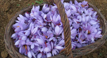 Rüyada çiğdem görmek anlamı nedir, neye yorumlanır? Rüyada çiğdem görmenin anlamı