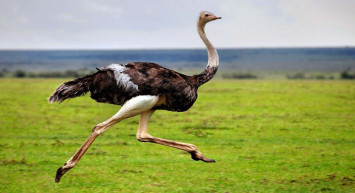 Rüyada devekuşu görmek ne anlama gelir? Rüyada devekuşu görmenin anlamları
