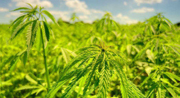 Rüyada eroin görmek ne anlama gelir? Rüyada eroin görme anlamı