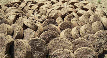 Rüyada hayvan dışkısı görmek ne anlama gelir? Rüyada hayvan dışkısı görmenin anlamı