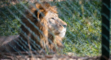 Rüyada hayvanat bahçesi görmek ne anlama gelir? Rüyada hayvanat bahçesi görmenin anlamları
