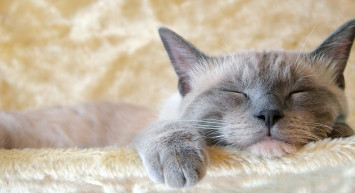 Rüyada Kedi Görmek Ne Demek?