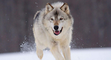 Rüyada kurtlar görmek anlamı nedir, neye yorumlanır? Rüyada kurt görme tabiri