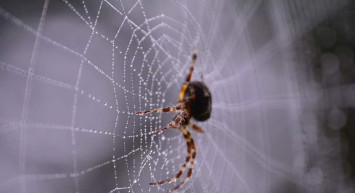 Rüyada örümcek görmek ne anlama geliyor? Psikolojik ve dini yorumu nedir? Rüyada örümcek görenler neye dikkat etmeli?
