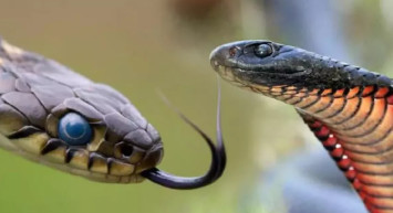 Rüyada yılan görmek, yılandan kaçmak, yılan tutmak ne anlama gelir? Nelere dikkat etmek gerekir? Psikolojik yorumu nedir?