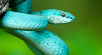 Rüyada Yılan Sokması Ne Anlama Gelir?