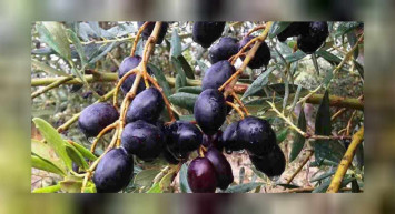 Rüyada zeytin ağacı görmenin anlamı nedir, neye yorumlanır? Zeytin ağacı rüyasının tabiri, anlamı