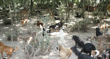 Sahipsiz Sokak Hayvanları İçin Ormanda Doğal Yaşam Oluşturulacak