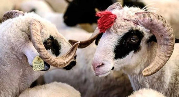 Sakarya kurbanlık fiyatları ne kadar? 2022 Sakarya büyükbaş, küçükbaş kurbanlık hisse fiyatları