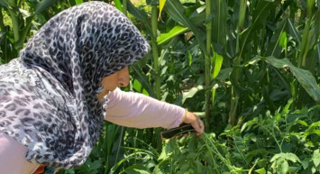 Sakarya'da akılalmaz olay! Tarlaya patates ekti, kontrol için gittiğinde gördüğü manzarayla neye uğradığını şaşırdı!