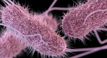 Salmonella salgını nedir, başladı mı? İngiltere'de 63 vaka tespit edildi