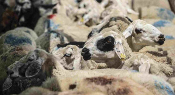 Samsun kurbanlık fiyatları ne kadar? 2022 Samsun büyükbaş, küçükbaş kurbanlık hisse fiyatları