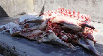 Şanlıurfa’da akıl almaz olay: Satışa hazır 1 ton 250 kilo bozuk et ele geçirildi!