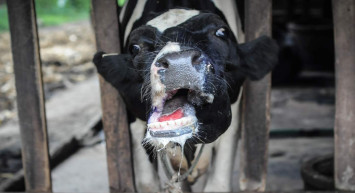 Şap hastalığı nedir, insana geçer mi? Şap hastalığı hangi illerde görüldü? Şap hastalığı belirtileri ve tedavisi