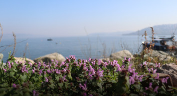 Sapanca’nın Bitki Hafızası Bilimle Korunuyor: 112 Tür Belgelendi