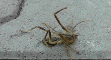 Sarıkız paniği büyüyor: O ilde ilk kez görüldü