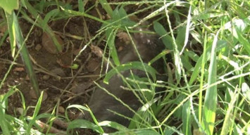 Sarıyer'de Mahalleyi Akrep ve Fareler Bastı, CHP'li Belediye Henüz Destek Vermedi