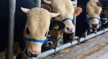 Satılamayan kurbanlıklar ne olacak? Et ve Süt Kurumu'ndan flaş karar