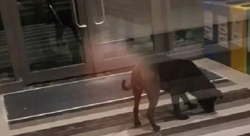 Savcılık 4 kişinin yaralanmasına sebep olan pitbull cinsi köpeği silah saydı!