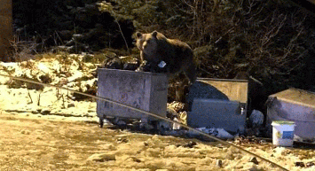 Selam Verdikleri Ayı Otomobile Saldırdı! O Anlar Kamerada