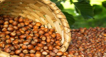 Serbest piyasa 4 Mart 2024 fındık fiyatları kaç TL?  İllere göre güncel fındık fiyatları