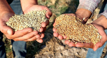 Sertifikalı tohum desteği ödemesi nedir, nasıl başvurulur? 2022 Sertifikalı tohum desteği ne kadar, ne zaman ödenecek?