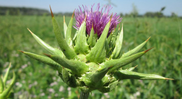 Şevketi Bostan Bitkisi Nedir, Faydaları Nelerdir?