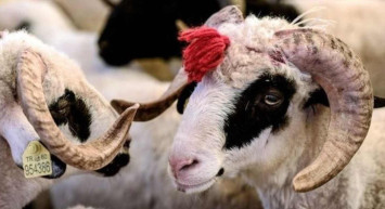 Siirt kurbanlık fiyatları ne kadar? 2022 Siirt büyükbaş, küçükbaş kurbanlık hisse fiyatları