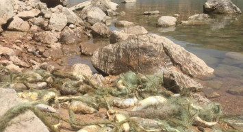 Siirt’te Suya Kaçak Ağ Atılınca, Birçok Balık Telef Oldu