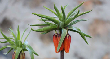 Siirt'te yetişen Ağlayan Gelin Lalesi'ni koparana: 109 bin 593 TL ceza kesiliyor!