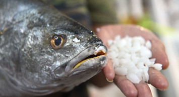 Siparişlere yetişemiyorlar: Bu balığın kafasındaki taş 1000 TL’ye satılıyor